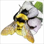 California Bumble Bee illustration