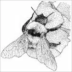 California Bumblebee black and white drawing