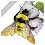California Bumble Bee stock art drawing