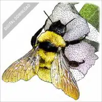 California Bumble Bee stock art drawing