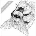 California Bumble Bee black and white stock art drawing