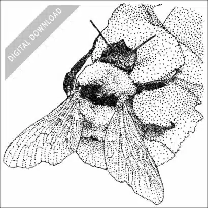 California Bumble Bee black and white stock art drawing