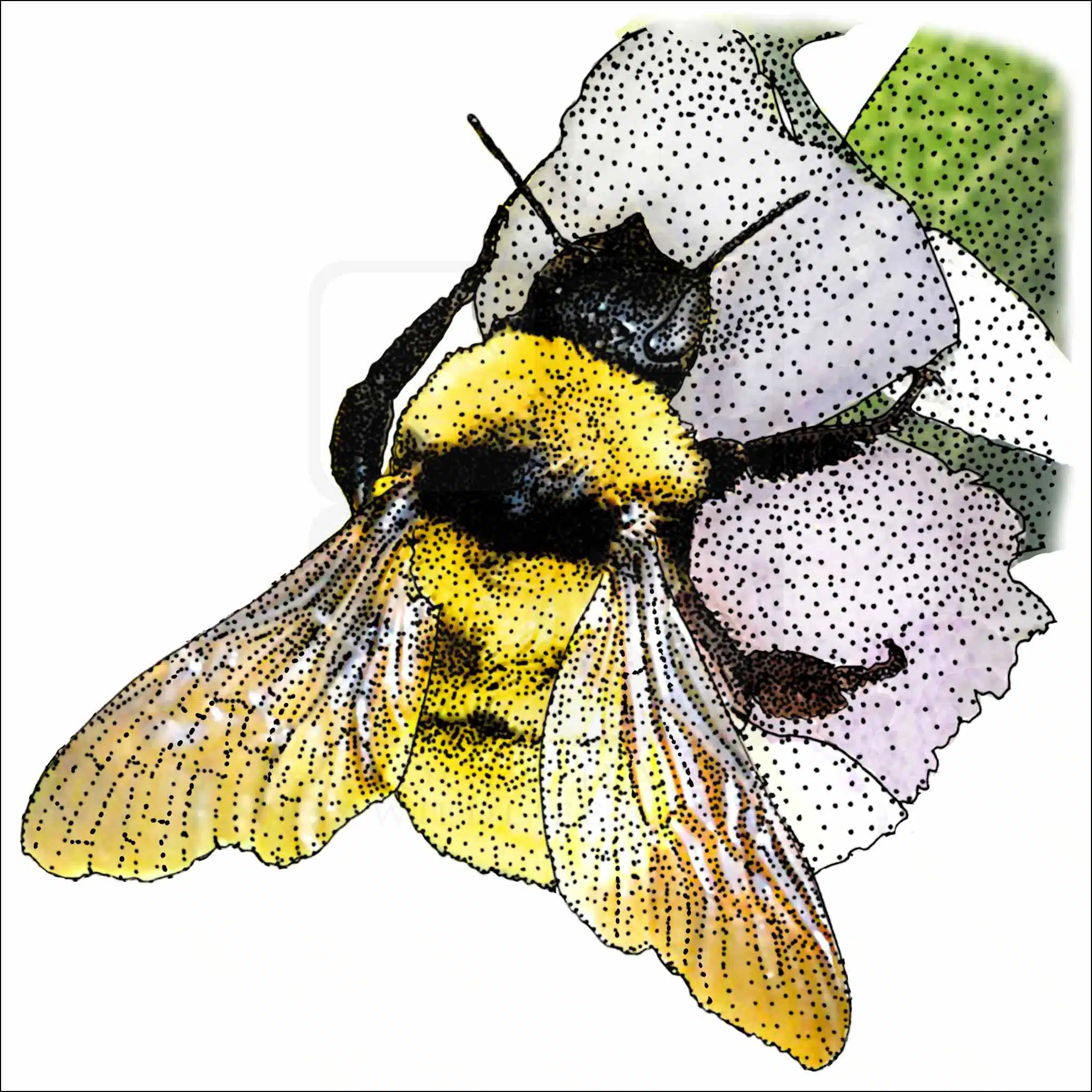 California Bumble Bee California Bumble Bee illustration
