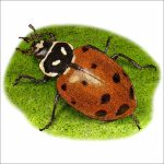 Convergent Lady Beetle illustration