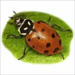 Convergent Lady Beetle illustration