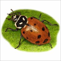 Convergent Lady Beetle illustration