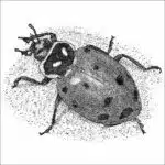 Convergent Lady Beetle black and white drawing