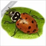 Convergent Lady Beetle stock drawing