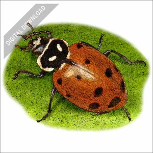 Convergent Lady Beetle stock drawing