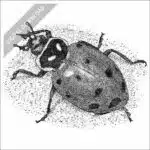 Convergent Lady Beetle black and white stock image