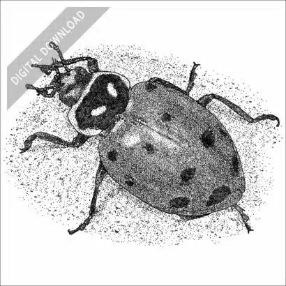Convergent Lady Beetle black and white stock image