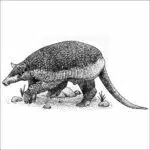 Giant Armadillo black and white drawing