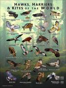 Hawks, Harriers & Kites of the World Poster