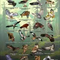 Hawks, Harriers & Kites of the World Poster