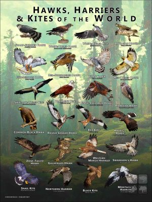 Hawks, Harriers & Kites of the World Poster