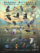 Herons, Bitterns & Egrets of the World poster print