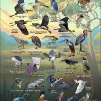 Herons, Bitterns & Egrets of the World poster print