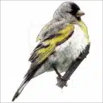 Lawrence's Goldfinch illustration