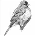 Lawrence's Goldfinch black and white drawing