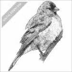 Lawrence's Goldfinch black and white stock art drawing