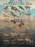 Lizards of the Southwestern USA poster