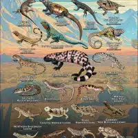 Lizards of the Southwestern USA poster