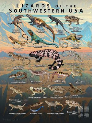 Lizards of the Southwestern USA poster