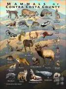 Mammals of Contra Costa County, California poster print