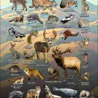 Mammals of Contra Costa County, California poster print