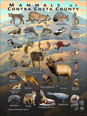 Mammals of Contra Costa County, California poster print