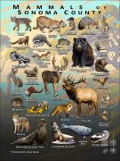 Mammals of Sonoma County, California poster print