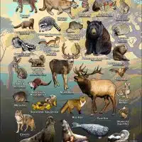 Mammals of Sonoma County, California poster print