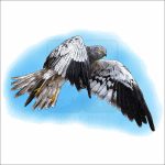 Montagu's Harrier illustration