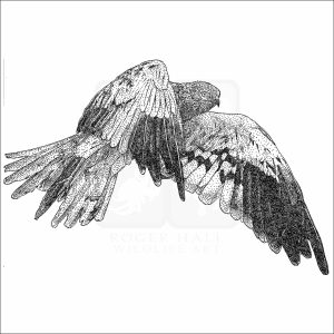 Montagu's Harrier black and white drawing