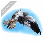 Montagu's Harrier stock art image