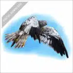 Montagu's Harrier stock art image