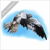 Montagu's Harrier stock art image