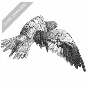 Montagu's Harrier black and white stock art drawing