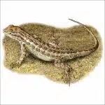 Northern Sagebrush Lizard drawing