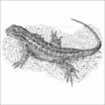 Northern Sagebrush Lizard black and white drawing