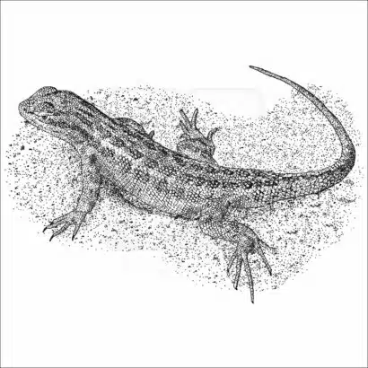 Northern Sagebrush Lizard black and white drawing
