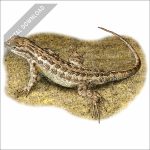Northern Sagebrush Lizard stock art drawing