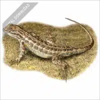Northern Sagebrush Lizard stock art drawing
