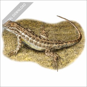 Northern Sagebrush Lizard stock art drawing