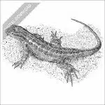 Northern Sagebrush Lizard black and white stock drawing