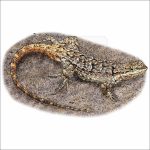 Ornate Tree Lizard drawing