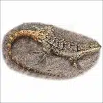 Ornate Tree Lizard drawing