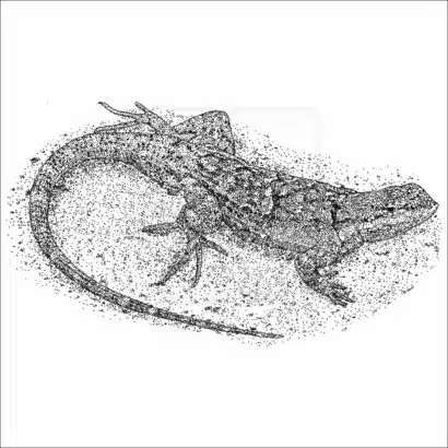 Ornate Tree Lizard black and white drawing