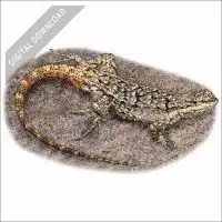 Ornate Tree Lizard stock art drawing