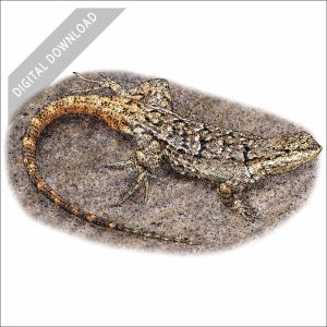 Ornate Tree Lizard stock art drawing
